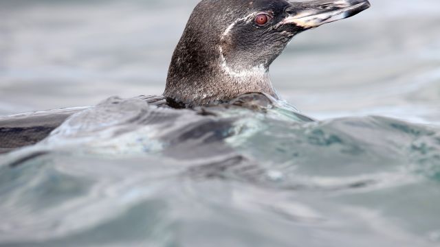 Galapagos-Pinguin im Wasser