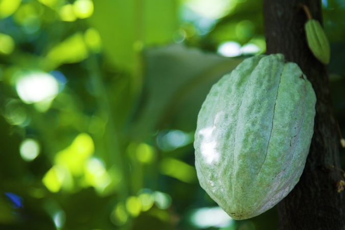 Kakaofrucht © Diamir