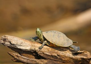 Schildkröte sonnt sich
