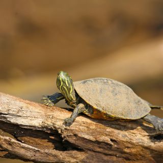 Schildkröte sonnt sich