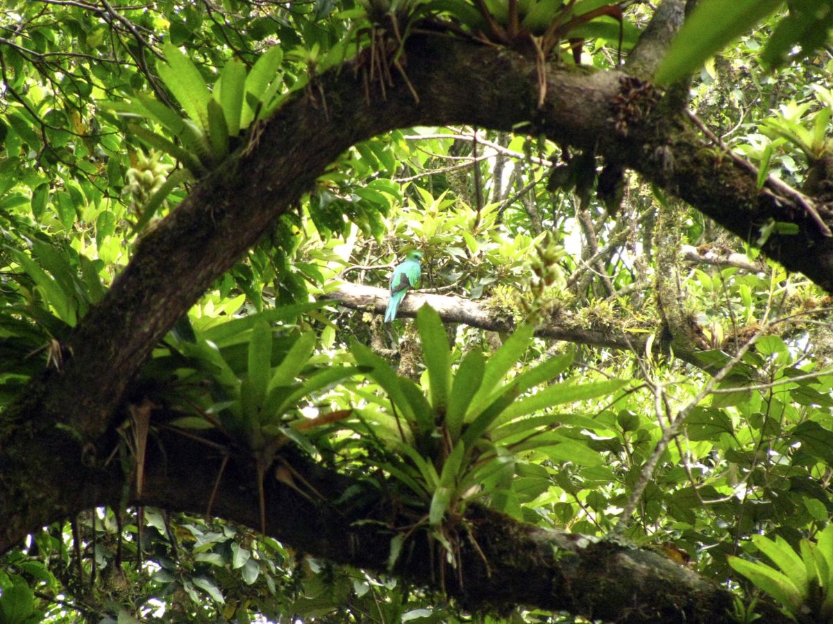 Quetzal-Weibchen