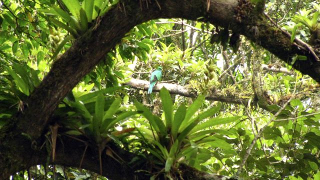 Quetzal-Weibchen