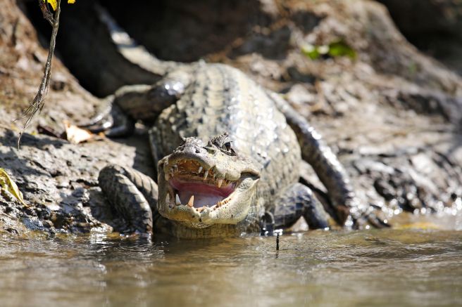Krokodil in freier Wildbahn