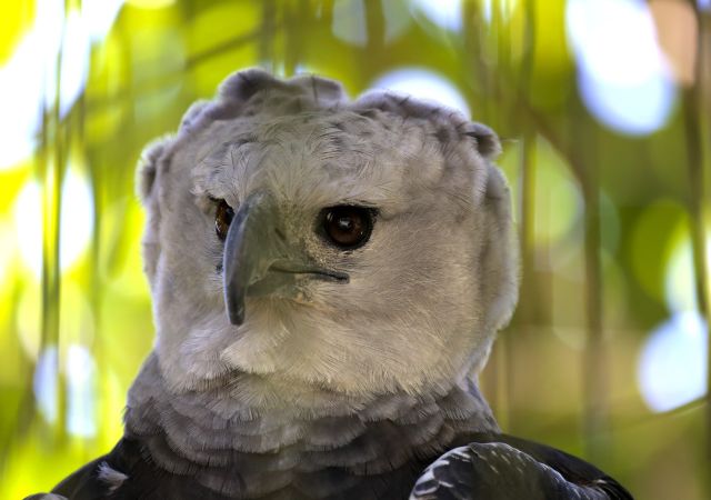 Die Vogelwelt Guyanas