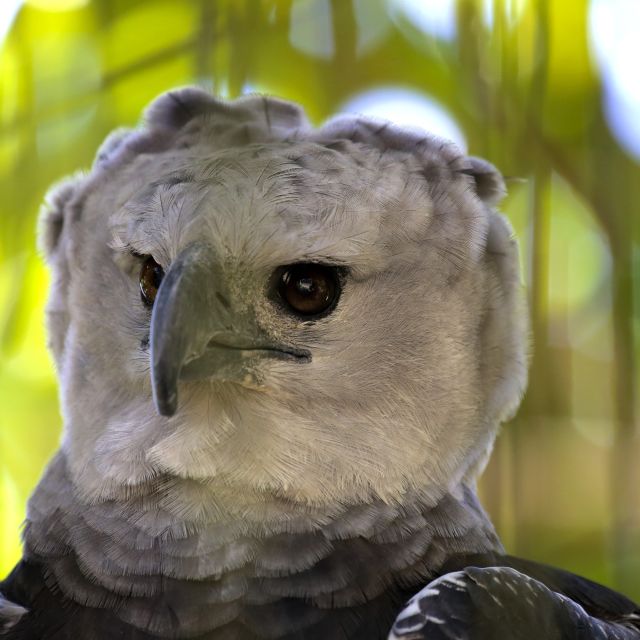 Der größte Raubvogel im Regenwald: die Harpyie (harpyie eagle)