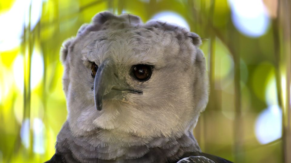 Der größte Raubvogel im Regenwald: die Harpyie (harpyie eagle)