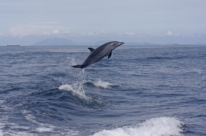 Delphinsprung © Diamir