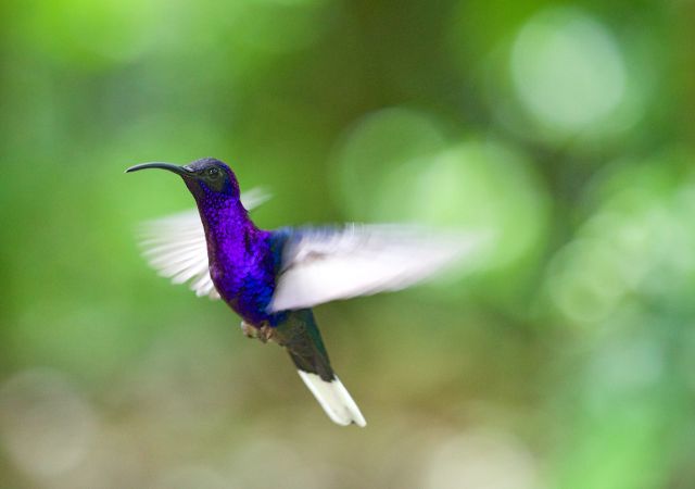 Kolibri violett