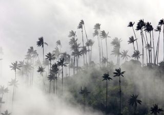 Wachspalmen im Nebel des Cocora-Tals