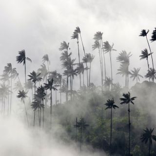 Wachspalmen im Nebel des Cocora-Tals