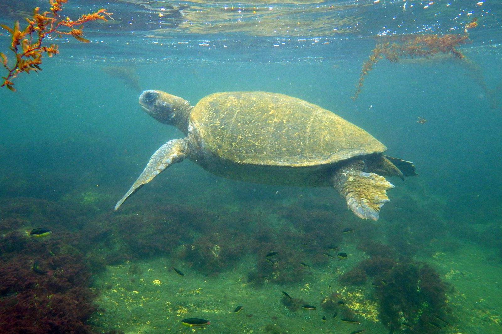 Meeresschildkröte beim Schnorcheln auf Galapagos