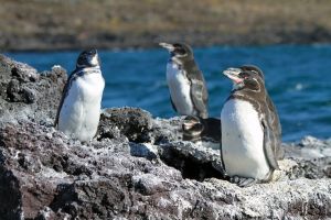 Galapagos-Pinguine