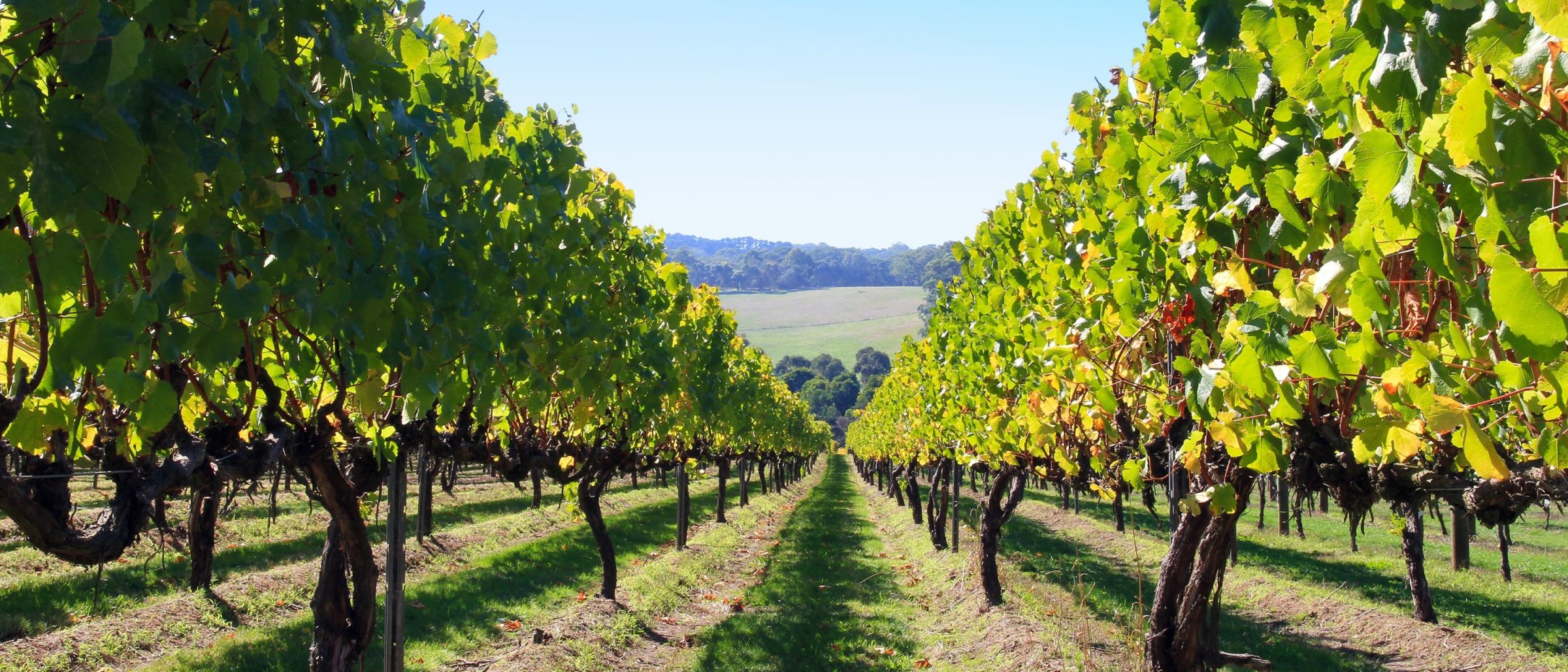 Weingebiete rund um Adelaide