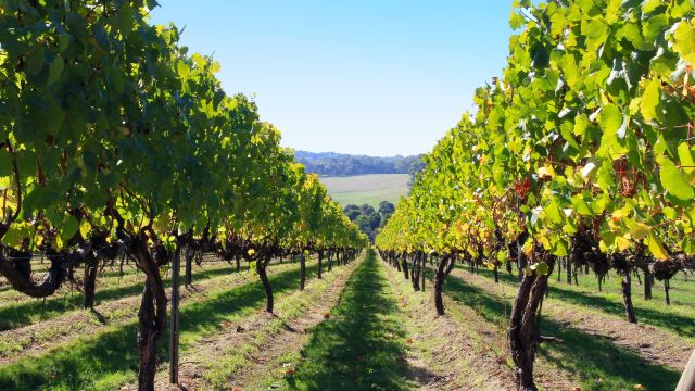Weingebiete rund um Adelaide