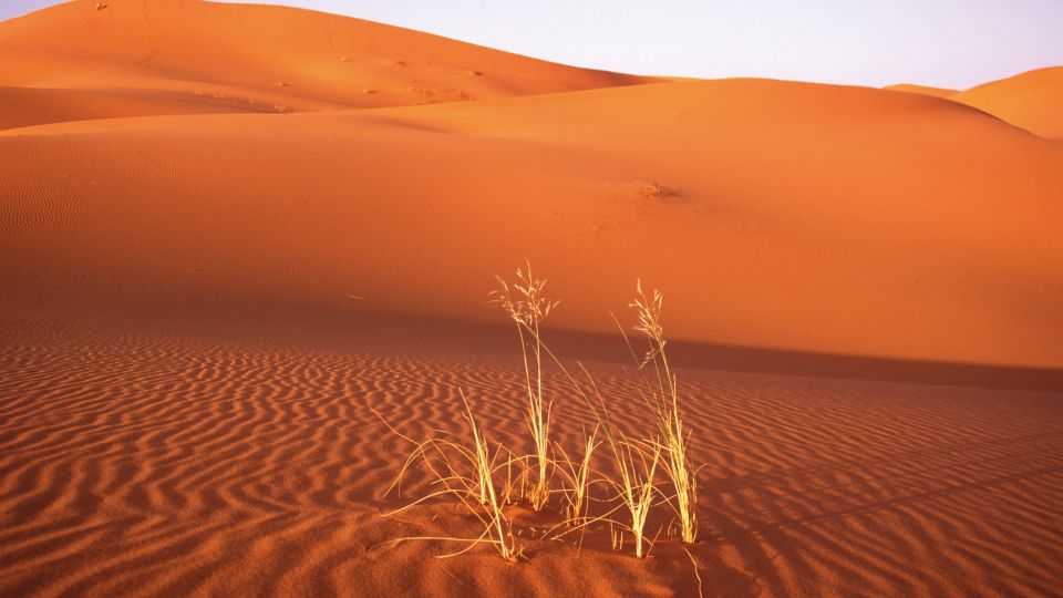 Leben in der Wüste