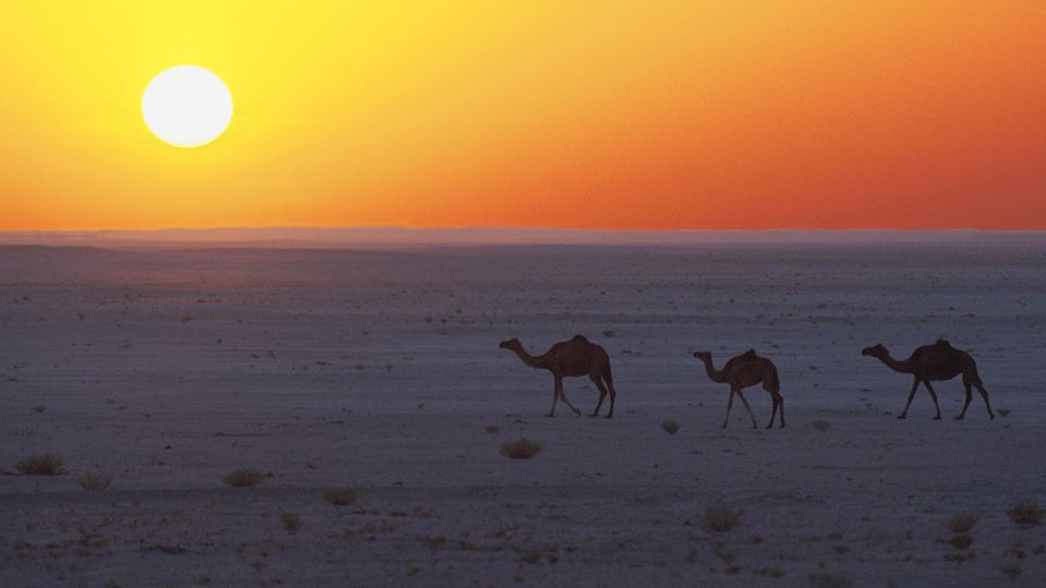 Kamele in der Wahiba-Sands