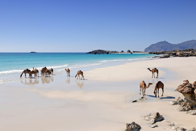 Kamele am Strand © Diamir