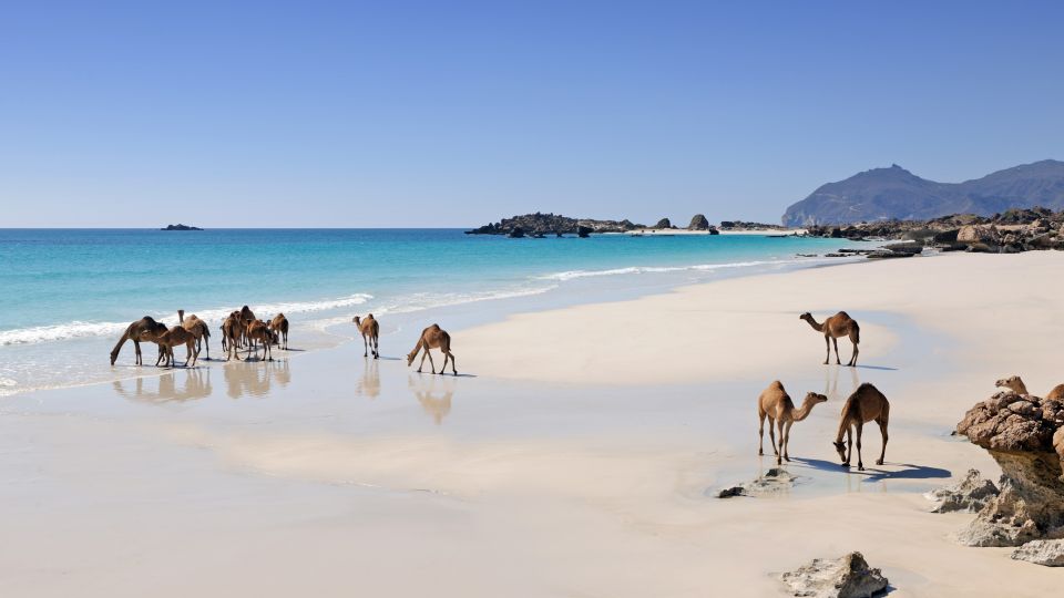 Kamele am Strand