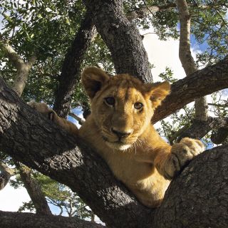 Junger Löwe im Baum in Simbabwe