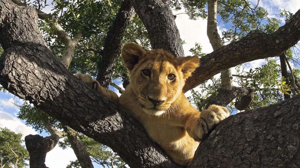 Junger Löwe im Baum in Simbabwe