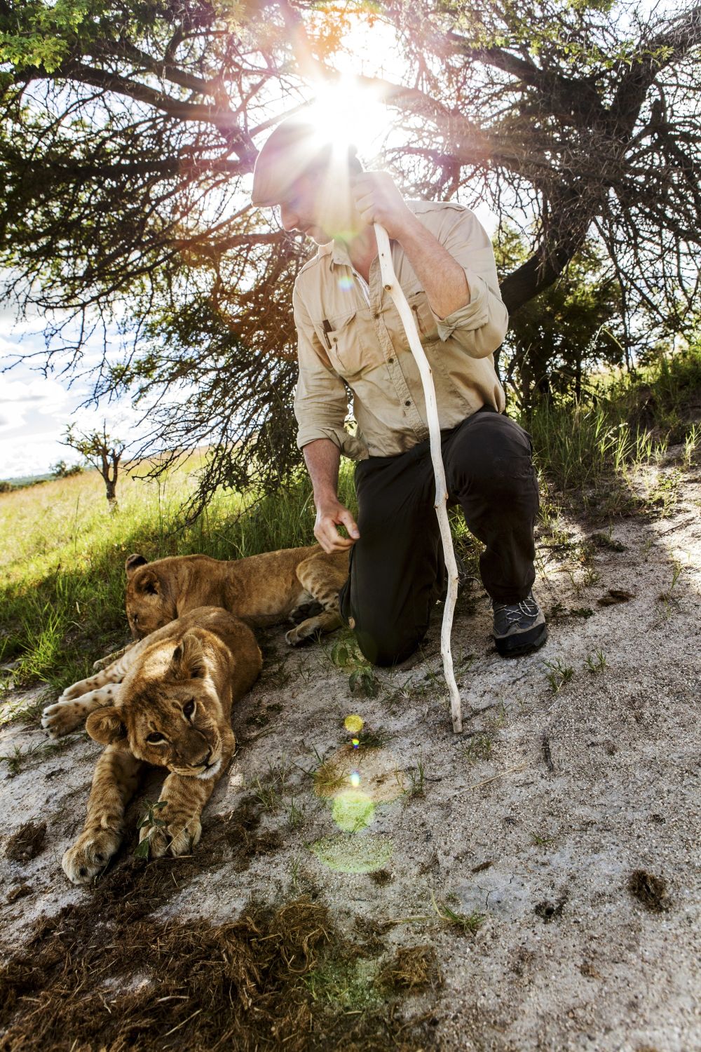 Walk with the Lions im Antelope Park