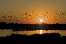 Abendstimmung über dem Okavango