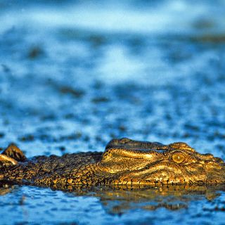 Krokodil im Kakadu Nationalpark Yellow Waters Lagune