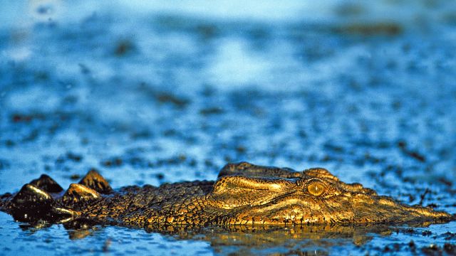Krokodil im Kakadu-Nationalpark Yellow Waters Lagune