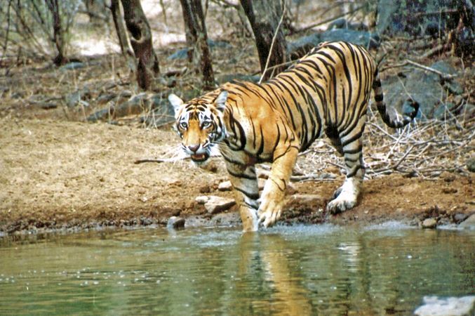 bengalischer Tiger © Diamir