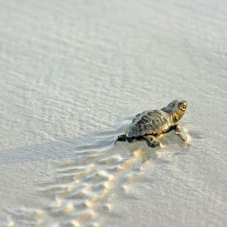 Schildkröten am dem Weg ins den Ozean