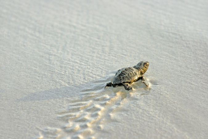 Schildkröten am dem Weg ins den Ozean © Diamir