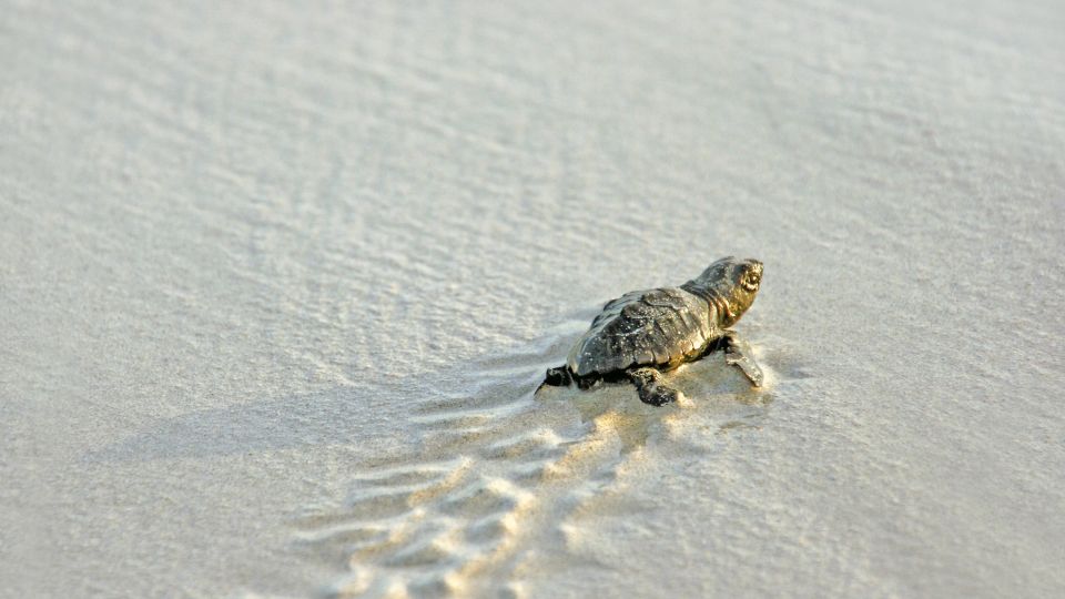 Schildkröte auf dem Weg in den Ozean