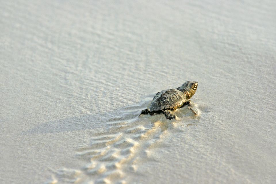 Schildkröten am dem Weg ins den Ozean