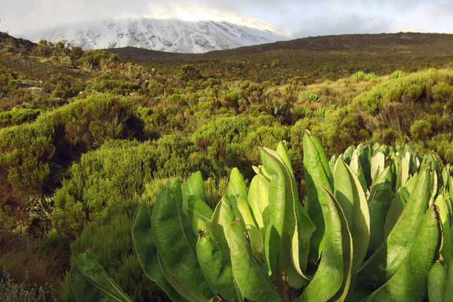 Grüne Heidelandschaft am Kilimanjaro