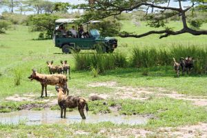 Wildhunde im Nyerere-Nationalpark
