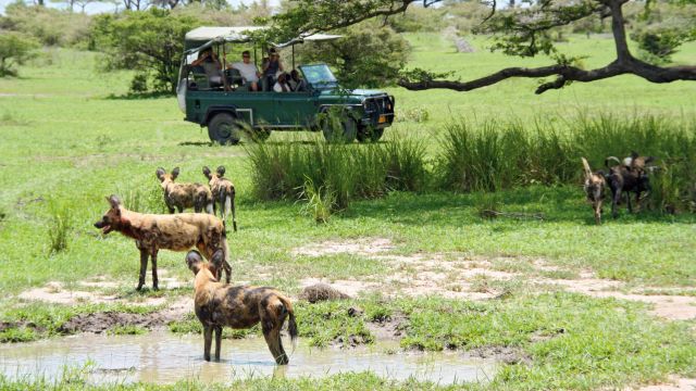 Wildhunde im Nyerere-Nationalpark