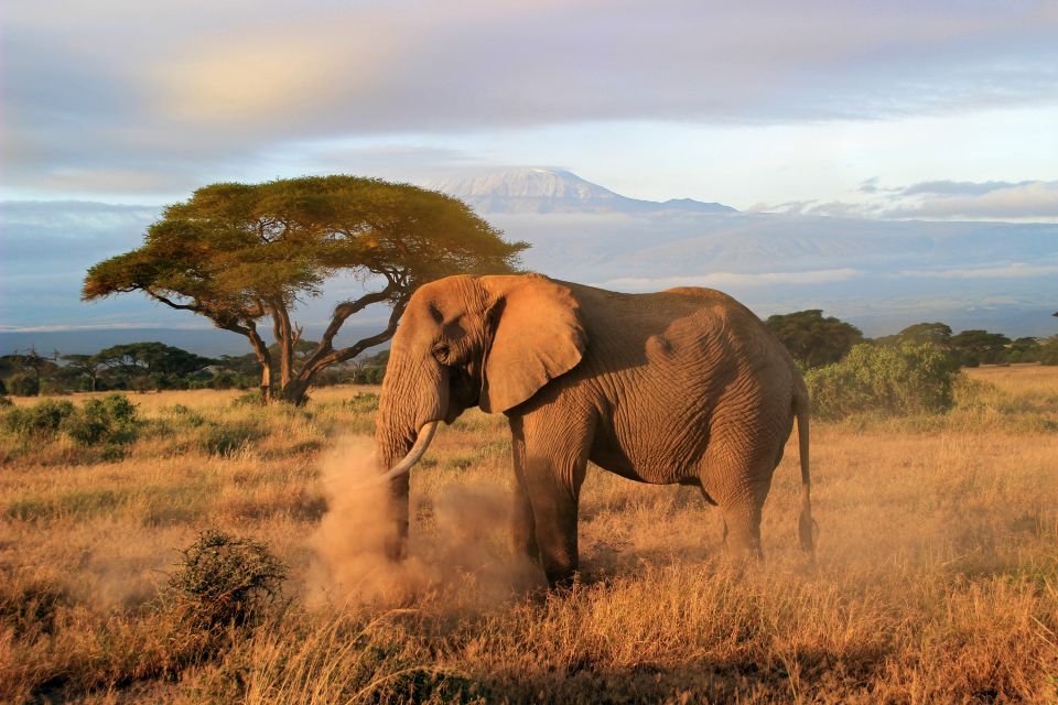 Morgendämmerung im Amboseli Nationalpark