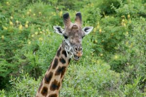 Giraffe im Arusha NP