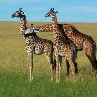 Afrikas Sinnbild - Giraffen in der Savanne