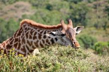 Giraffe zupft am Grün einer Akazie