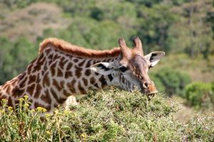 Giraffe zupft vorsichtig an einer Akazie
