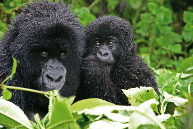 Gorillajunges und seine Mutter