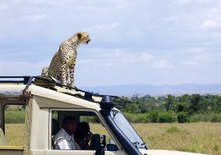 Auch das kommt vor  – Gepard nutzt Autodach als Aussichtspunkt