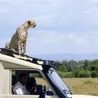 Auch das kommt vor  – Gepard nutzt Autodach als Aussichtspunkt