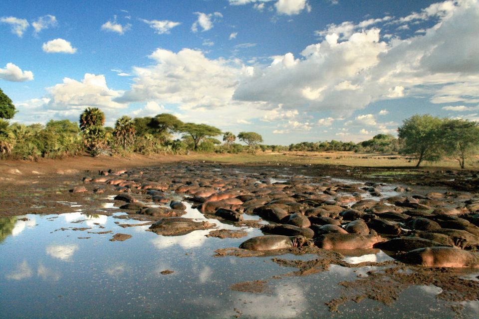 Flusspferde drängen sich zusammen im Katavi NP