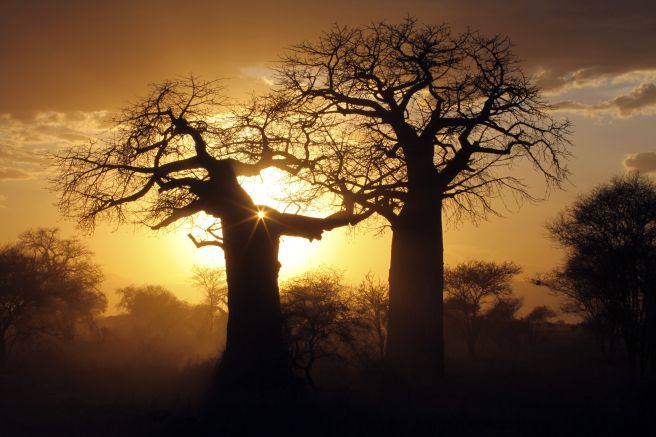 Baobab-Bäume im Abendlicht