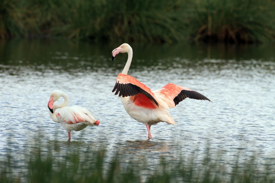 Flamingos im Arusha Nationalpark