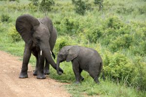 Junge Elefanten im Mikumi NP