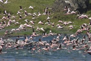 Aufsteigender Flamingoschwarm