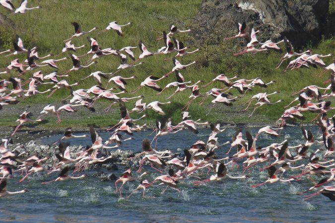 Aufsteigender Flamingoschwarm  © Diamir